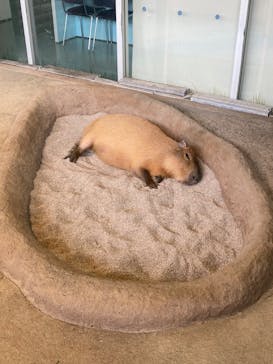 新江ノ島水族館に投稿された画像（2022/12/30）