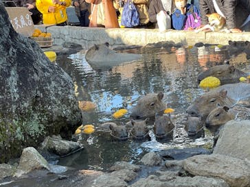伊豆シャボテン動物公園に投稿された画像（2022/12/30）