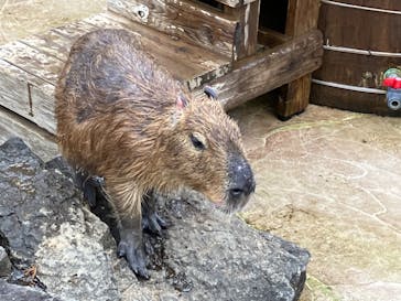 伊豆シャボテン動物公園に投稿された画像（2022/12/30）