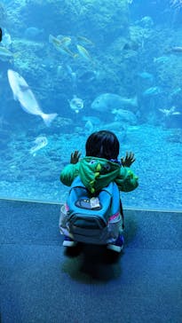 新江ノ島水族館に投稿された画像（2022/12/30）