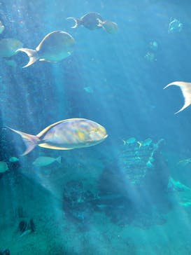 箱根園水族館に投稿された画像（2022/12/30）