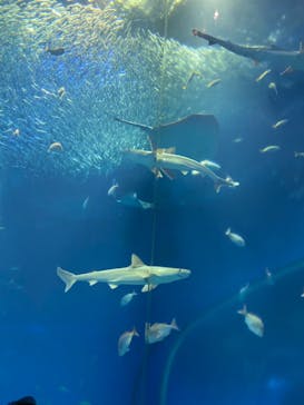 アクアワールド茨城県大洗水族館に投稿された画像（2022/12/30）