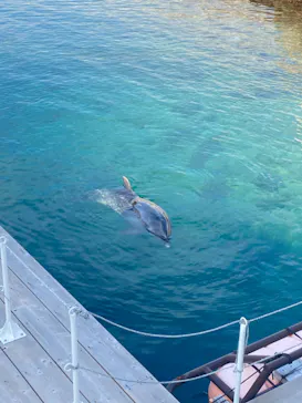 うみたま体験パーク 「つくみイルカ島」に投稿された画像（2022/12/30）