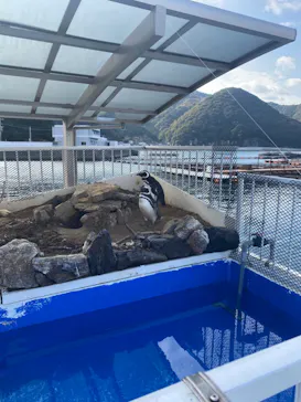 うみたま体験パーク 「つくみイルカ島」に投稿された画像（2022/12/30）