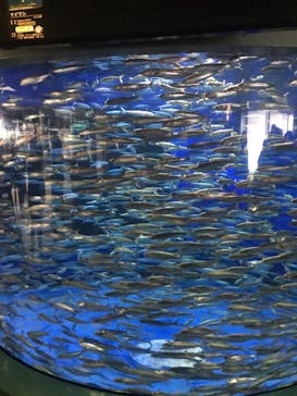 アクアワールド茨城県大洗水族館に投稿された画像（2022/12/30）