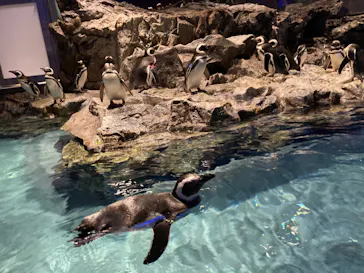 すみだ水族館に投稿された画像（2022/12/30）