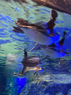 すみだ水族館に投稿された画像（2022/12/30）