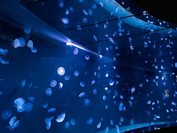 サンシャイン水族館に投稿された画像（2022/12/30）