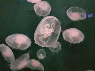 登別マリンパークニクスに投稿された画像（2022/12/30）