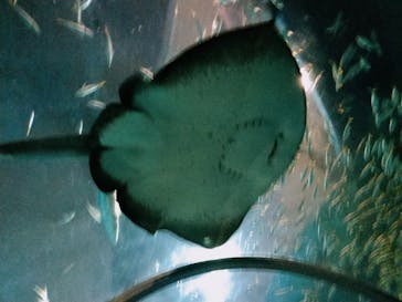 登別マリンパークニクスに投稿された画像（2022/12/30）