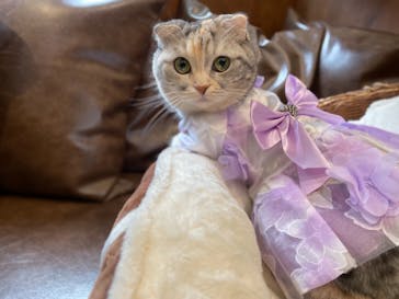 猫カフェモカ　池袋東口店に投稿された画像（2022/12/30）