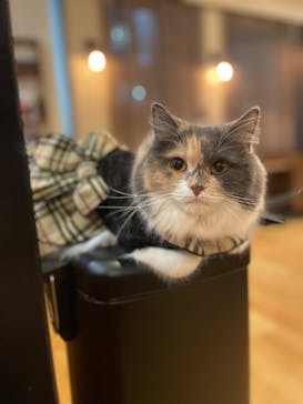 猫カフェモカ　池袋東口店に投稿された画像（2022/12/30）