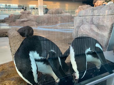 京都水族館に投稿された画像（2022/12/30）