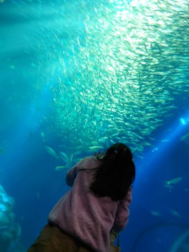 アクアワールド茨城県大洗水族館に投稿された画像（2022/12/30）