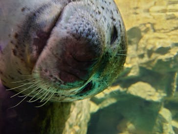 アクアワールド茨城県大洗水族館に投稿された画像（2022/12/30）