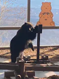 のぼりべつクマ牧場に投稿された画像（2022/12/30）