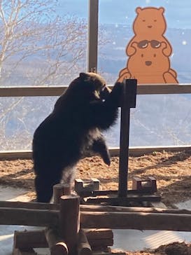 のぼりべつクマ牧場に投稿された画像（2022/12/30）