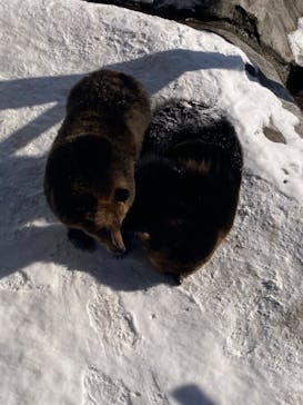 のぼりべつクマ牧場に投稿された画像（2022/12/30）