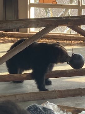 のぼりべつクマ牧場に投稿された画像（2022/12/30）