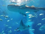 沖縄美ら海水族館に投稿された画像（2022/12/30）