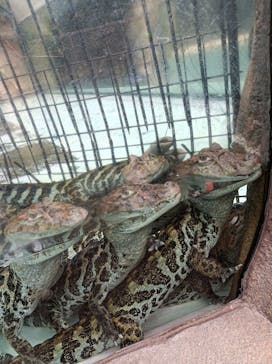 熱川バナナワニ園に投稿された画像（2022/12/30）