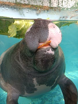 熱川バナナワニ園に投稿された画像（2022/12/30）