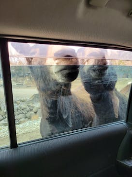 那須サファリパークに投稿された画像（2022/12/30）