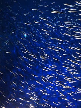 大分マリーンパレス水族館 「うみたまご」に投稿された画像（2022/12/30）