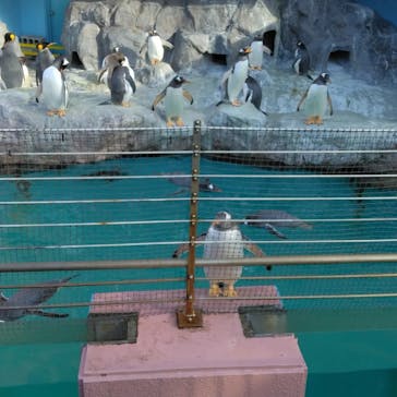 登別マリンパークニクスに投稿された画像（2022/12/31）