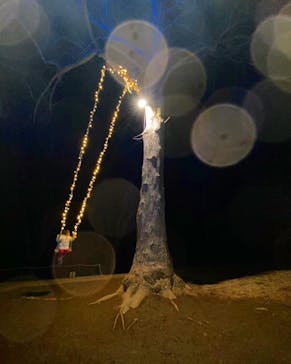 いばらきフラワーパークに投稿された画像（2022/12/31）