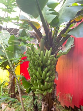 OKINAWAフルーツらんどに投稿された画像（2022/12/31）