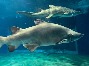 アクアワールド茨城県大洗水族館に投稿された画像（2022/12/31）