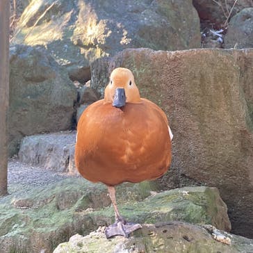 伊豆シャボテン動物公園に投稿された画像（2022/12/31）