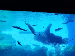 仙台うみの杜水族館に投稿された画像（2022/12/31）
