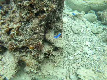 武藤潜水に投稿された画像（2022/12/31）