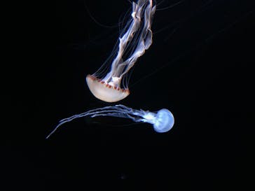 サンシャイン水族館に投稿された画像（2022/12/31）