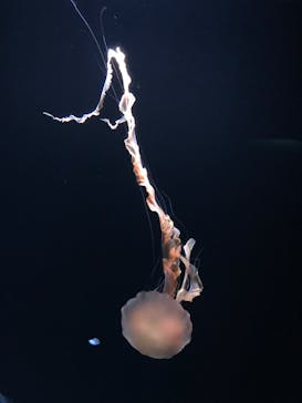 サンシャイン水族館に投稿された画像（2022/12/31）