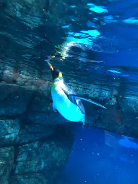 横浜・八景島シーパラダイスに投稿された画像（2022/12/31）