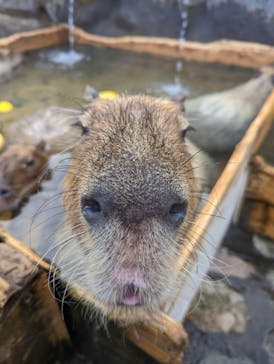 那須どうぶつ王国に投稿された画像（2022/12/31）