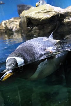 南知多ビーチランド＆南知多おもちゃ王国に投稿された画像（2022/12/31）