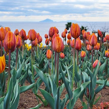 ニューヨークランプミュージアム＆フラワーガーデンに投稿された画像（2022/12/31）