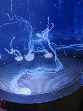 新江ノ島水族館に投稿された画像（2022/12/31）