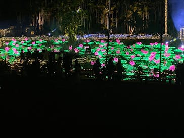 美らヤシパークオキナワ・東南植物楽園に投稿された画像（2022/12/31）