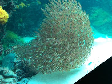 環境水族館アクアマリンふくしまに投稿された画像（2022/12/31）