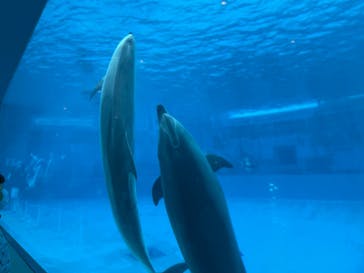名古屋港水族館に投稿された画像（2022/12/31）