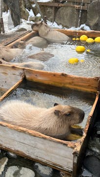 那須どうぶつ王国に投稿された画像（2023/1/1）