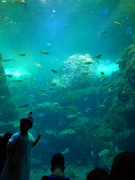 新江ノ島水族館に投稿された画像（2023/1/1）