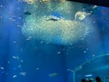 アクアワールド茨城県大洗水族館に投稿された画像（2023/1/1）