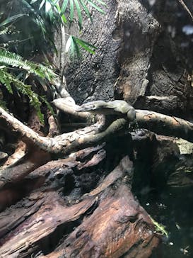 体感型動物園iZooに投稿された画像（2023/1/1）