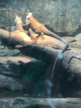 体感型動物園iZooに投稿された画像（2023/1/1）